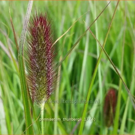 Pennisetum thunbergii