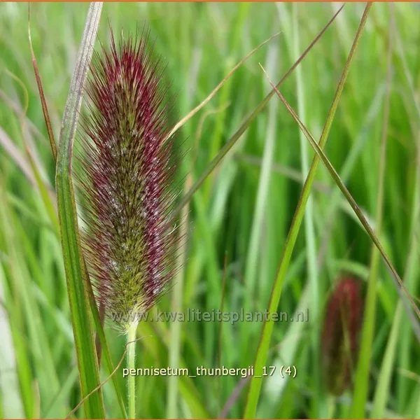 Pennisetum thunbergii