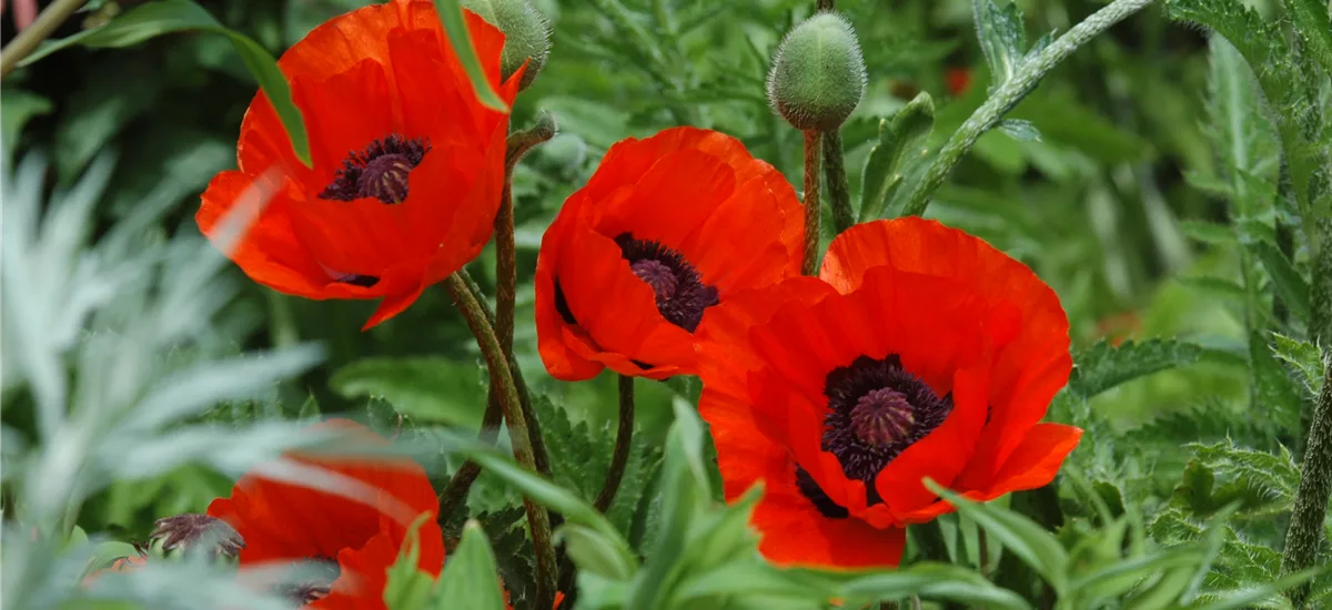 Papaver orientale 'Beauty of Livermere'