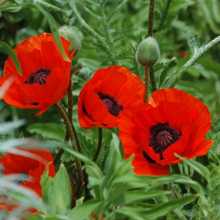 Papaver orientale 'Beauty of Livermere'