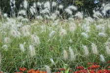 Pennisetum villosum