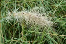 Pennisetum villosum