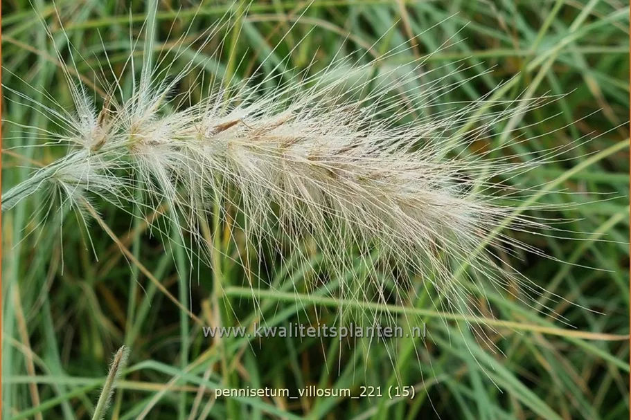 Pennisetum villosum