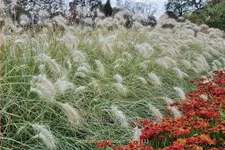 Pennisetum villosum
