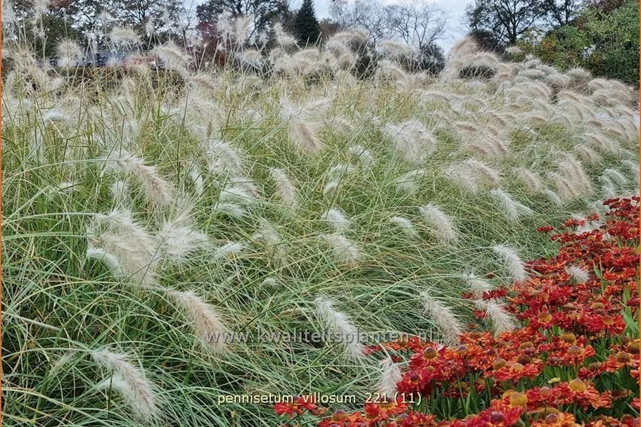 Pennisetum villosum
