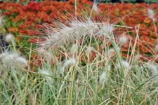 Pennisetum villosum
