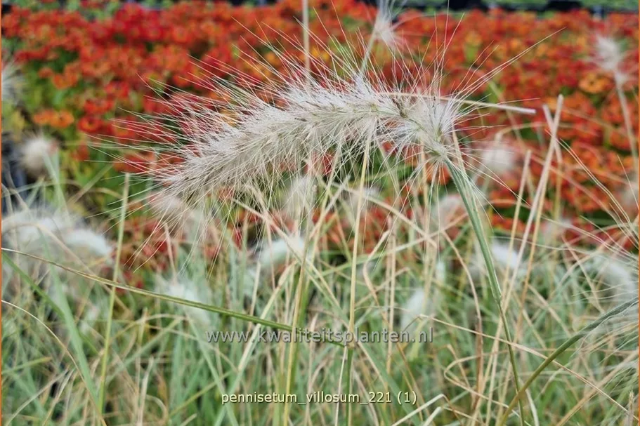 Pennisetum villosum