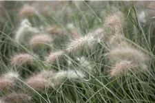 Pennisetum villosum