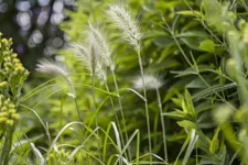 Pennisetum villosum
