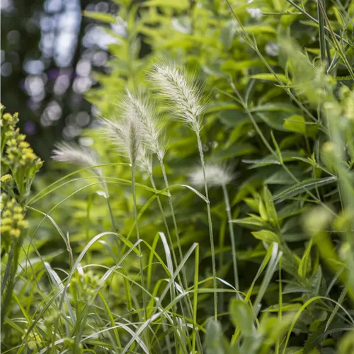 Pennisetum villosum