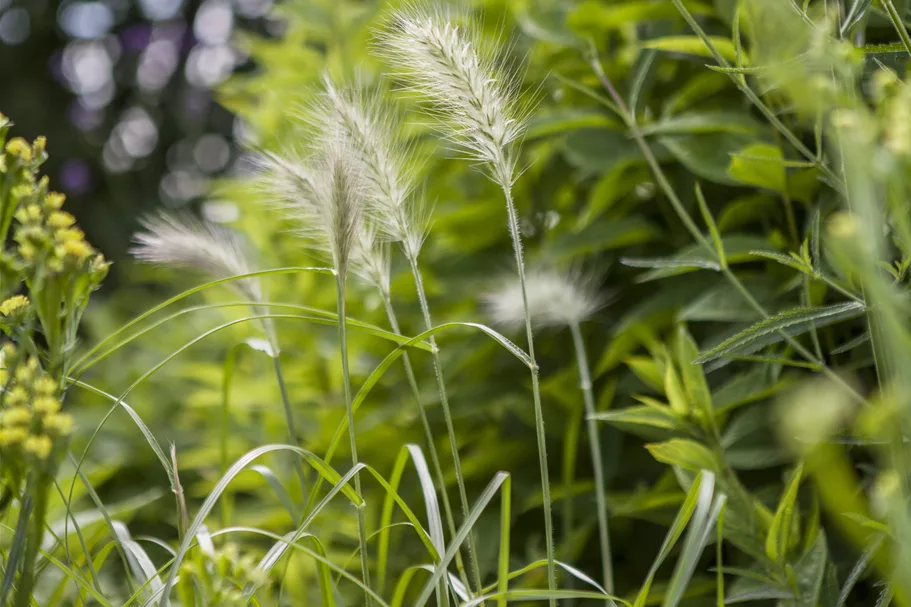 Pennisetum villosum