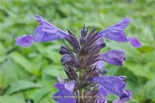 Nepeta nervosa 'Neptune'® Staude im 9x9 cm Vierecktopf