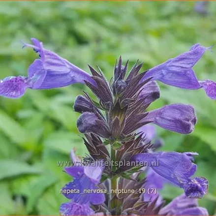 Nepeta nervosa 'Neptune'®