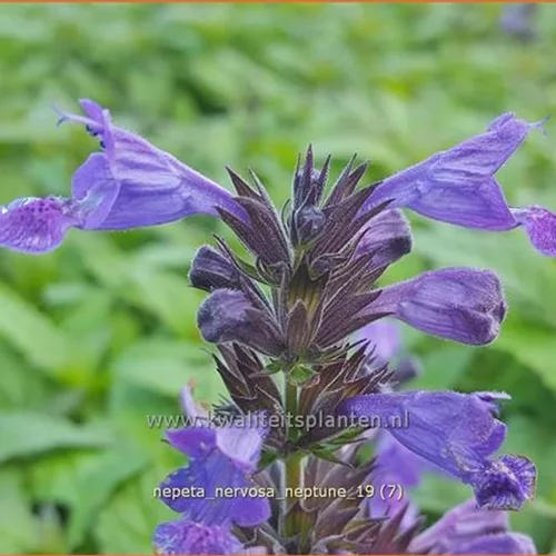 Nepeta nervosa 'Neptune'®