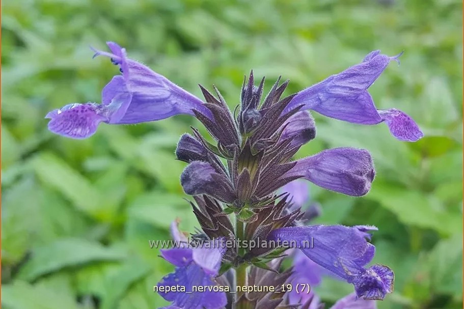 Nepeta nervosa 'Neptune'® Staude im 9x9 cm Vierecktopf