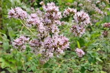 Origanum vulgare
