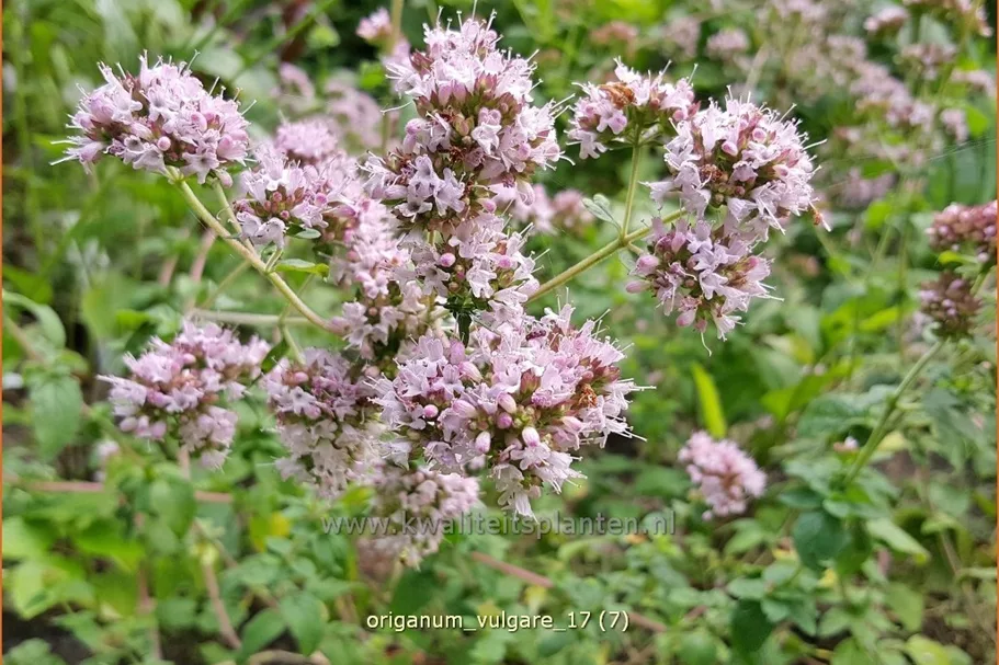 Origanum vulgare