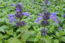 Nepeta nervosa 'Neptune'® Staude im 9x9 cm Vierecktopf