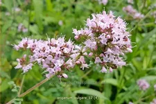Origanum vulgare