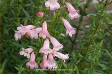 Penstemon hartwegii 'Apple Blossom'