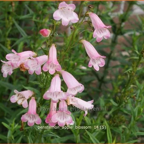 Penstemon hartwegii 'Apple Blossom'
