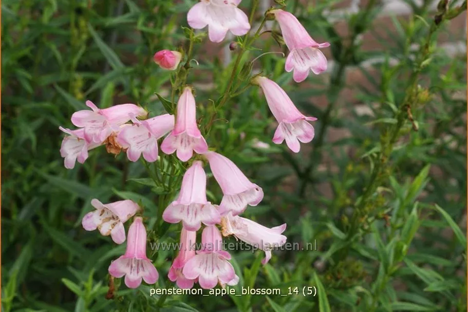 Penstemon hartwegii 'Apple Blossom'