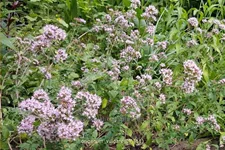 Origanum vulgare