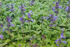 Nepeta nervosa 'Neptune'® Staude im 9x9 cm Vierecktopf