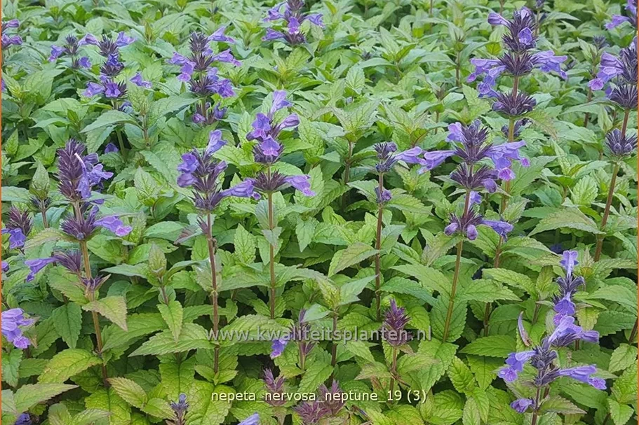 Nepeta nervosa 'Neptune'® Staude im 9x9 cm Vierecktopf