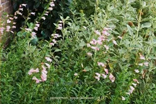 Penstemon hartwegii 'Apple Blossom'