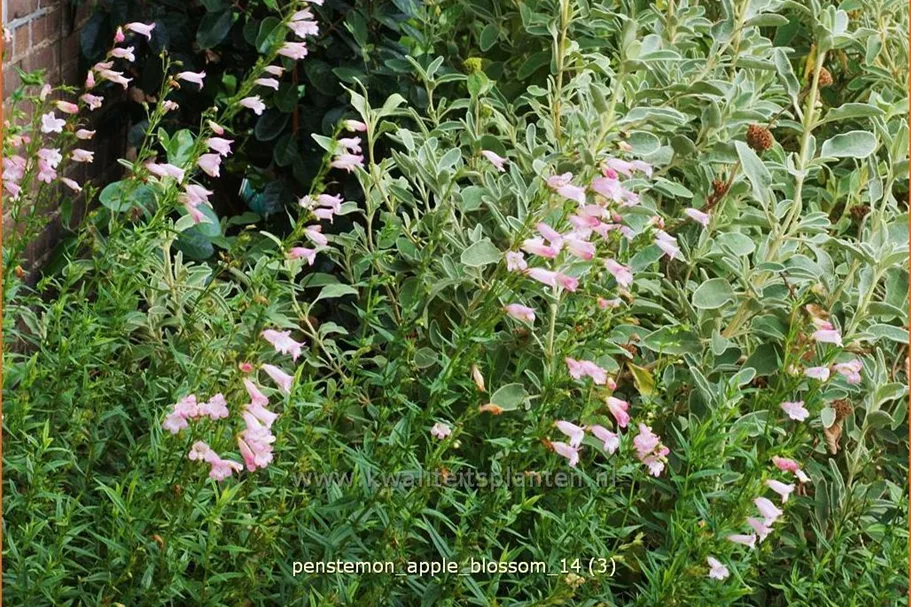 Penstemon hartwegii 'Apple Blossom'