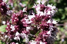 Origanum vulgare