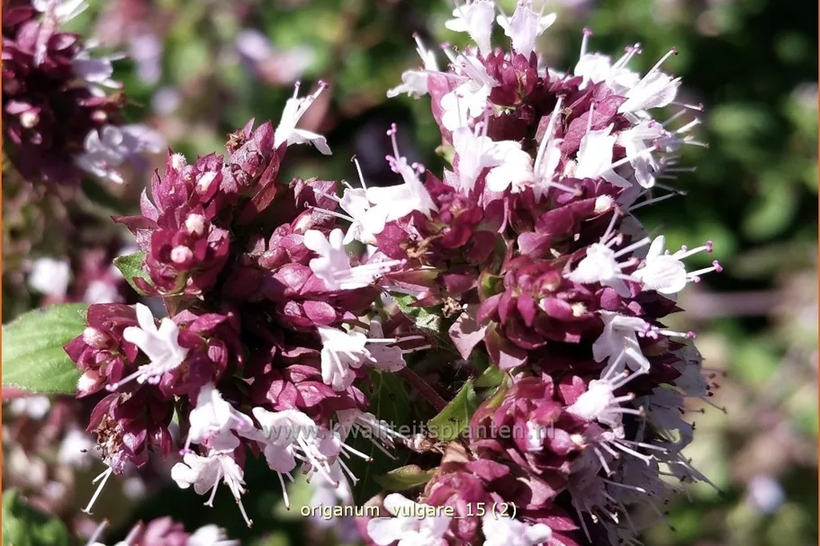 Origanum vulgare