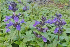 Nepeta nervosa 'Neptune'® Staude im 9x9 cm Vierecktopf