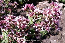 Origanum vulgare