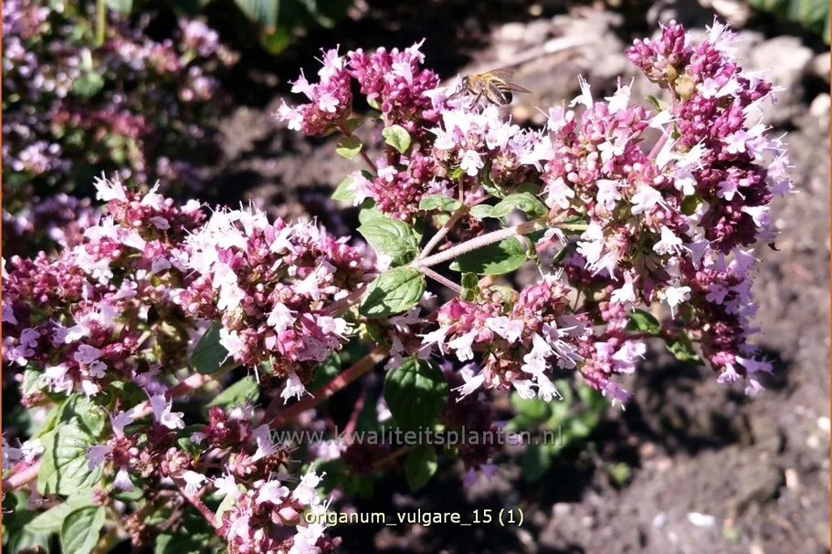 Origanum vulgare