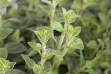 Origanum vulgare