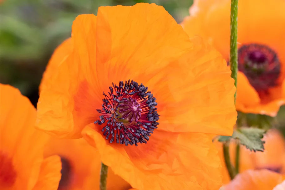 Papaver orientale 'Harvest Moon'