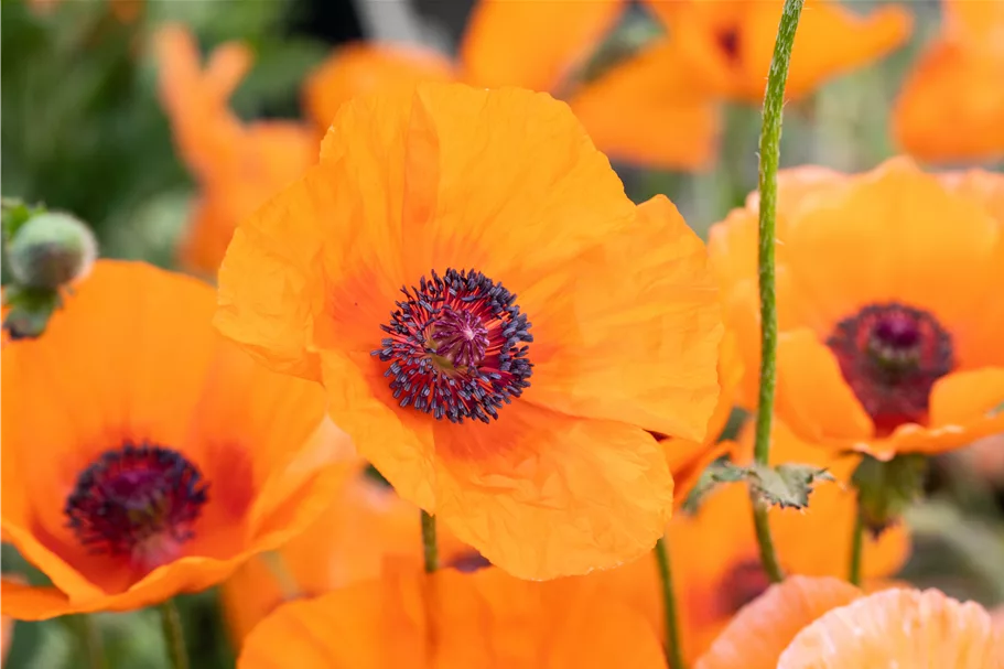 Papaver orientale 'Harvest Moon'