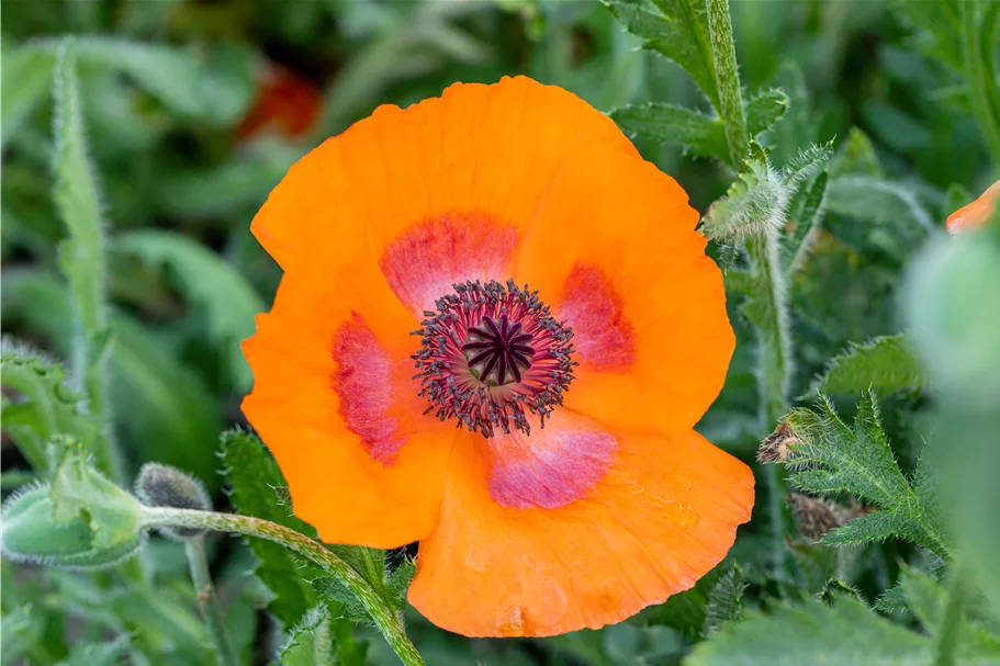 Papaver orientale 'Harvest Moon'