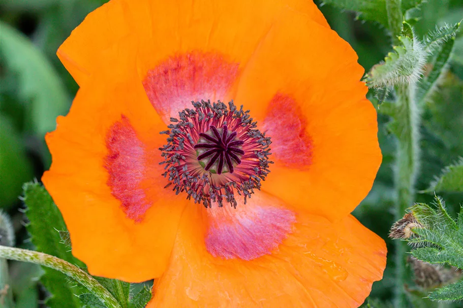 Papaver orientale 'Harvest Moon'