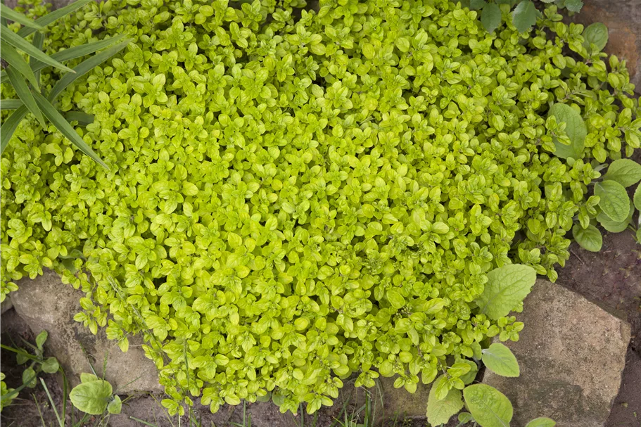 Origanum vulgare