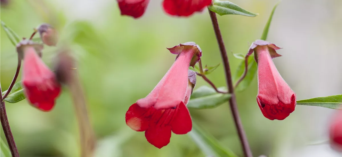 Penstemon barbatus 'Coccineus'