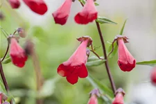 Penstemon hartwegii 'Schoenholzeri'