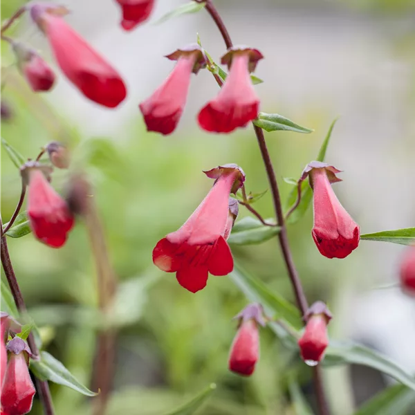 Penstemon barbatus 'Coccineus'