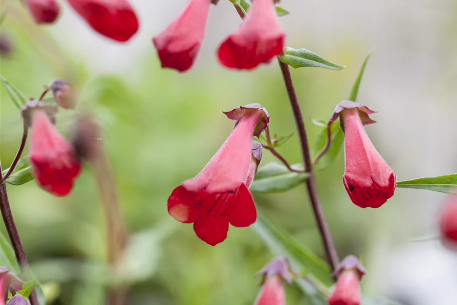 Penstemon hartwegii 'Schoenholzeri'