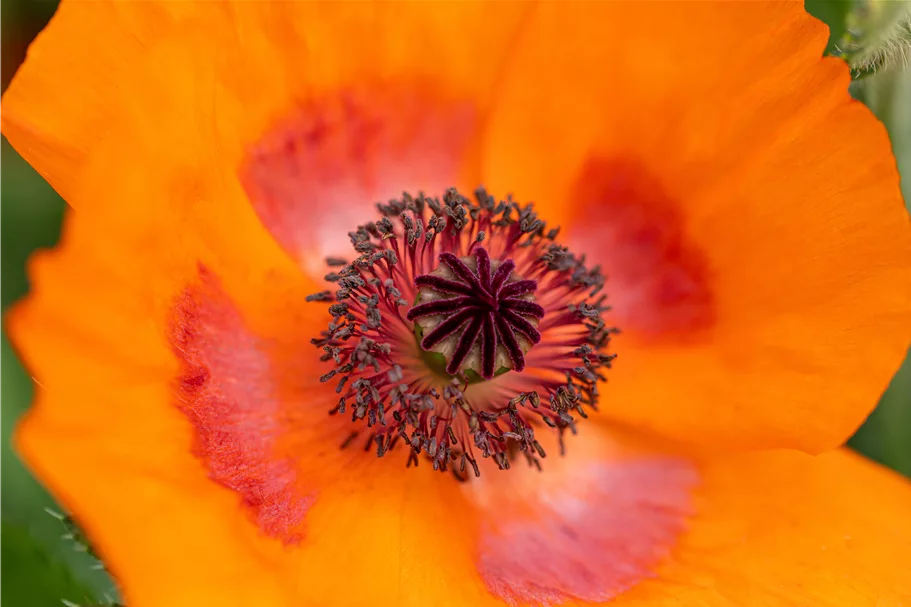 Papaver orientale 'Harvest Moon'