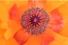 Papaver orientale 'Harvest Moon'