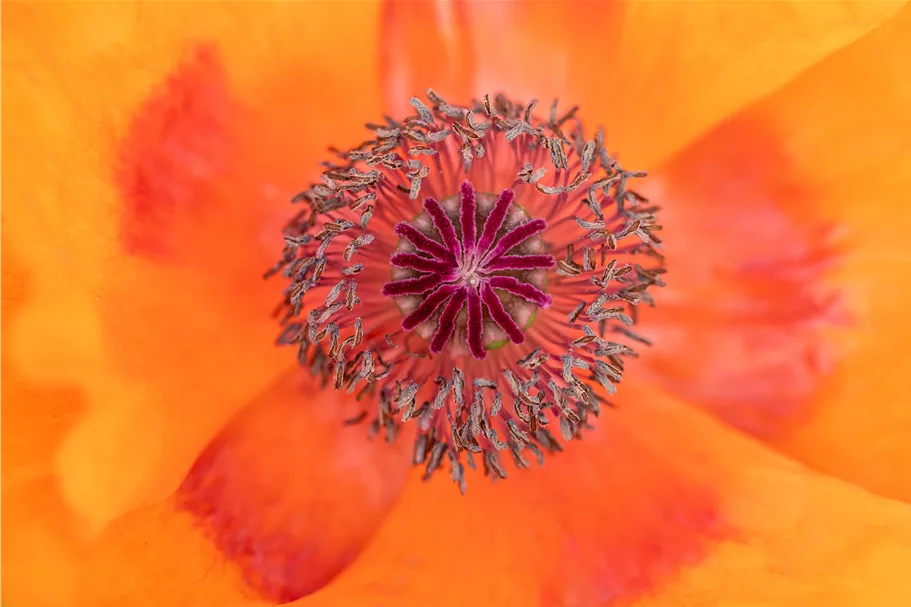 Papaver orientale 'Harvest Moon'