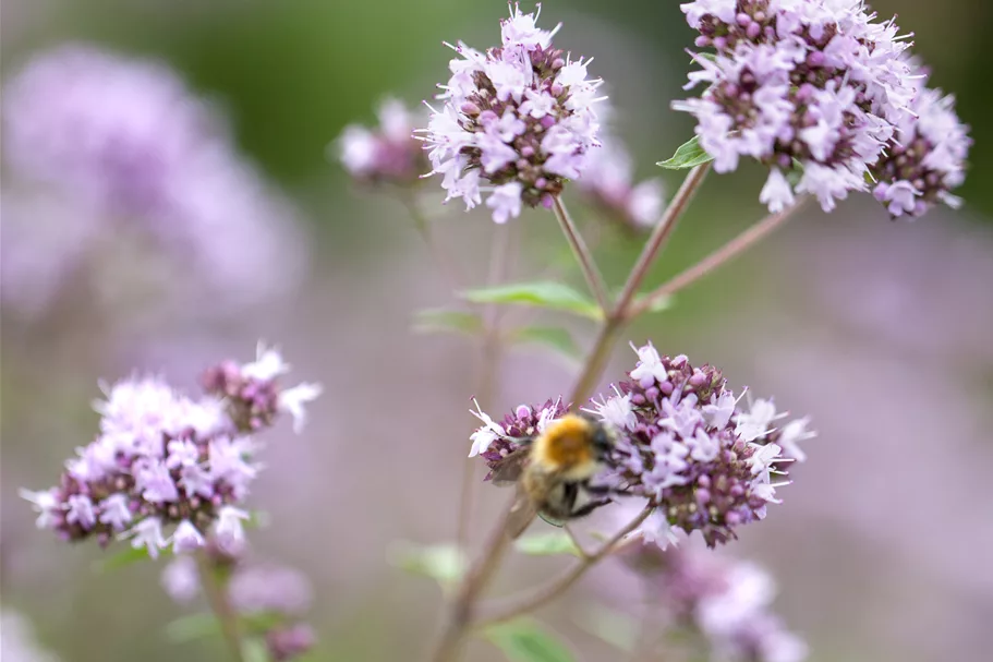Origanum vulgare